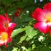 20080506_cocktail1